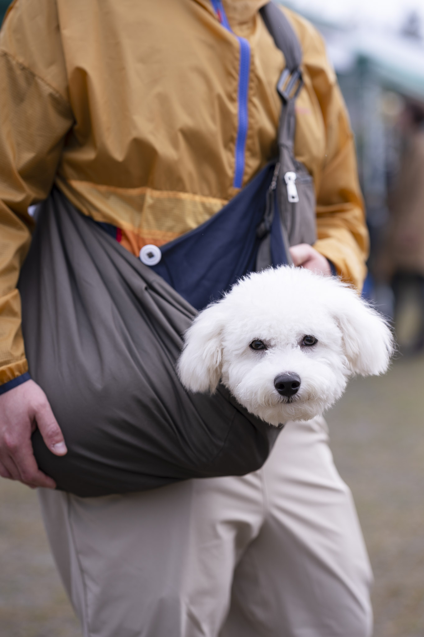 Dog Days of Summer, Bayview Farmers Market
