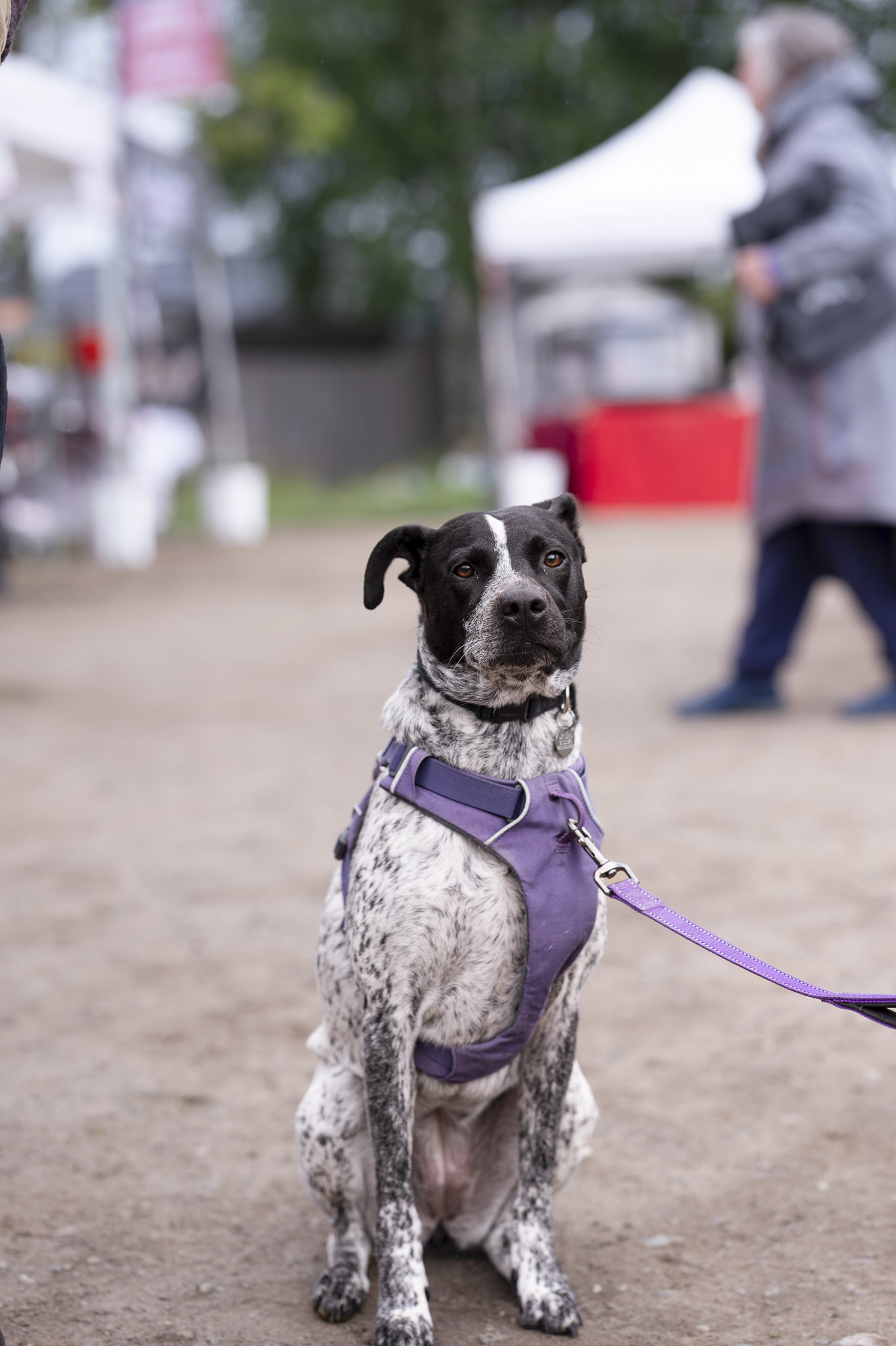 Dogs at Bayview Farmers Market