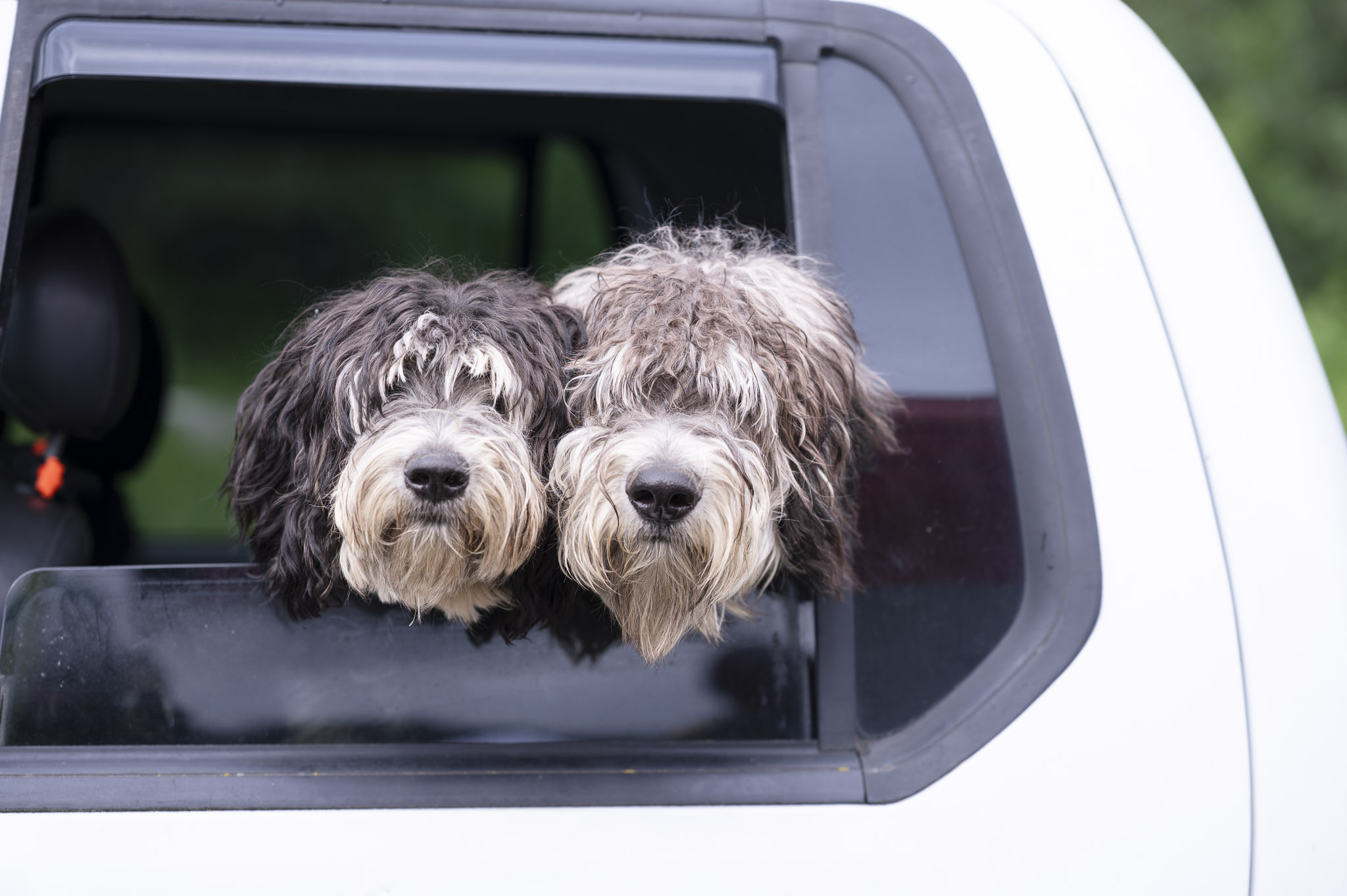 Dogs at Bayview Farmers Market
