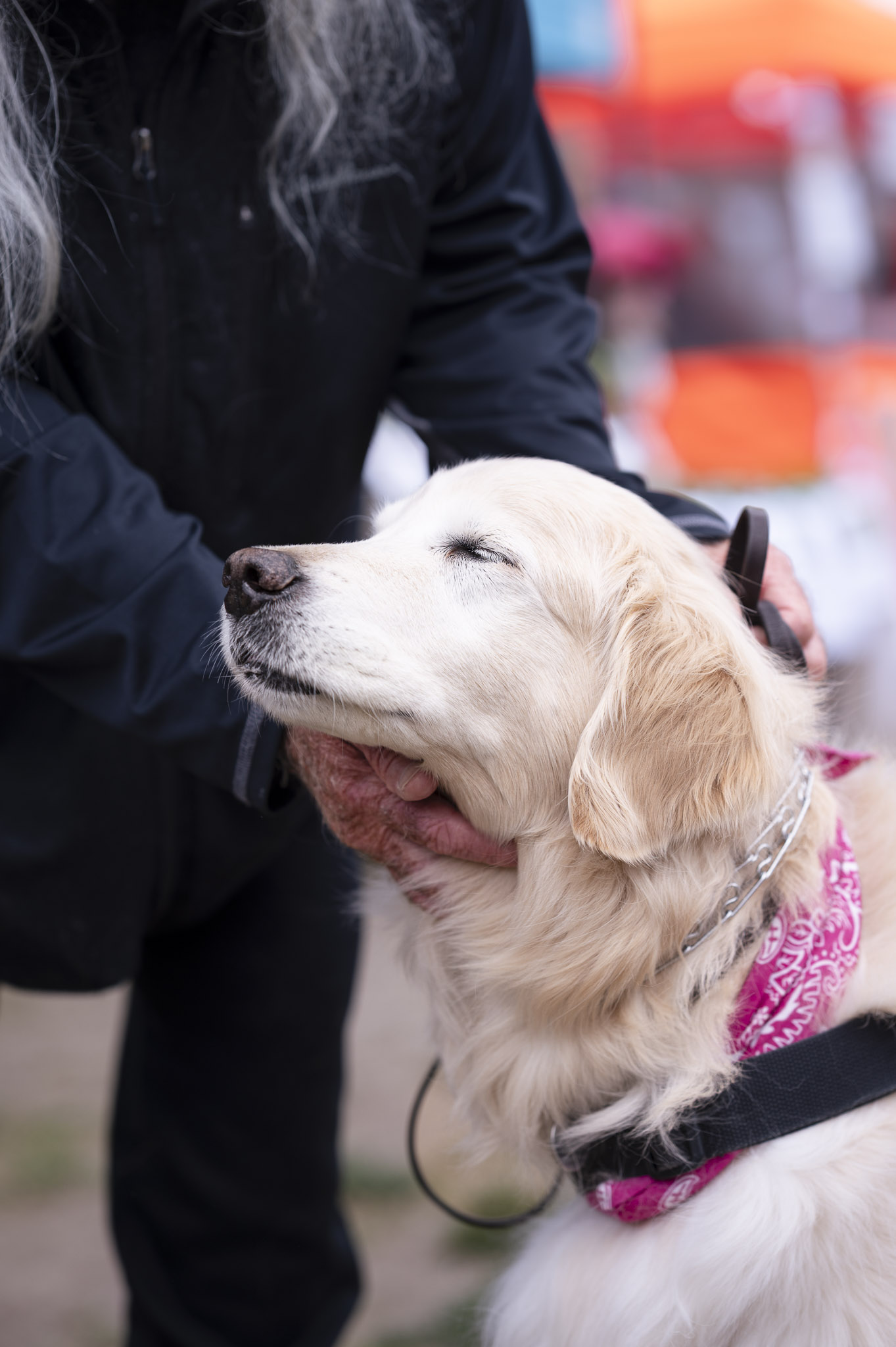 Dogs at Bayview Farmers Market