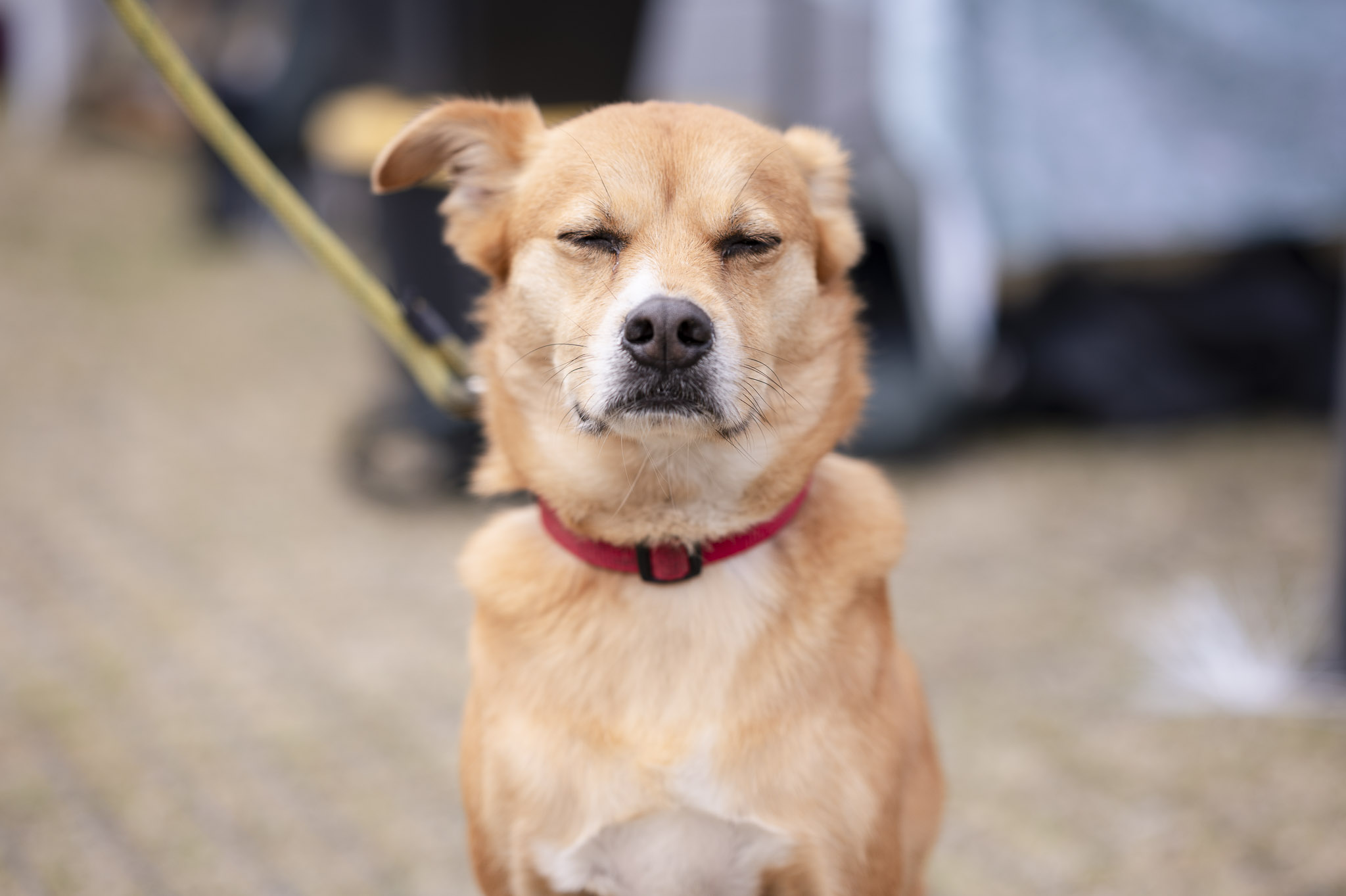 Dogs at Bayview Farmers Market