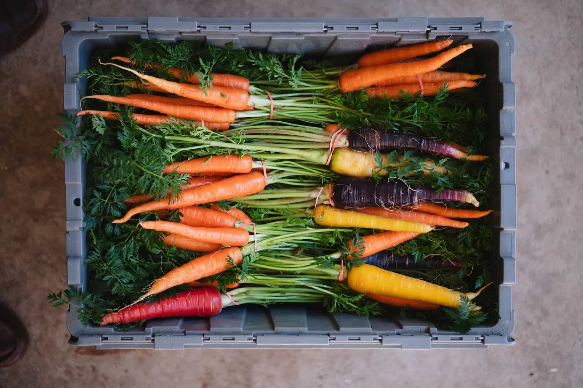 Collective Harvest rainbow chard