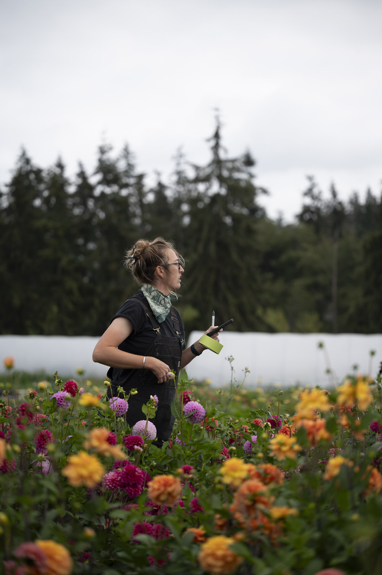 Field Shot, Foggy Hill Farm