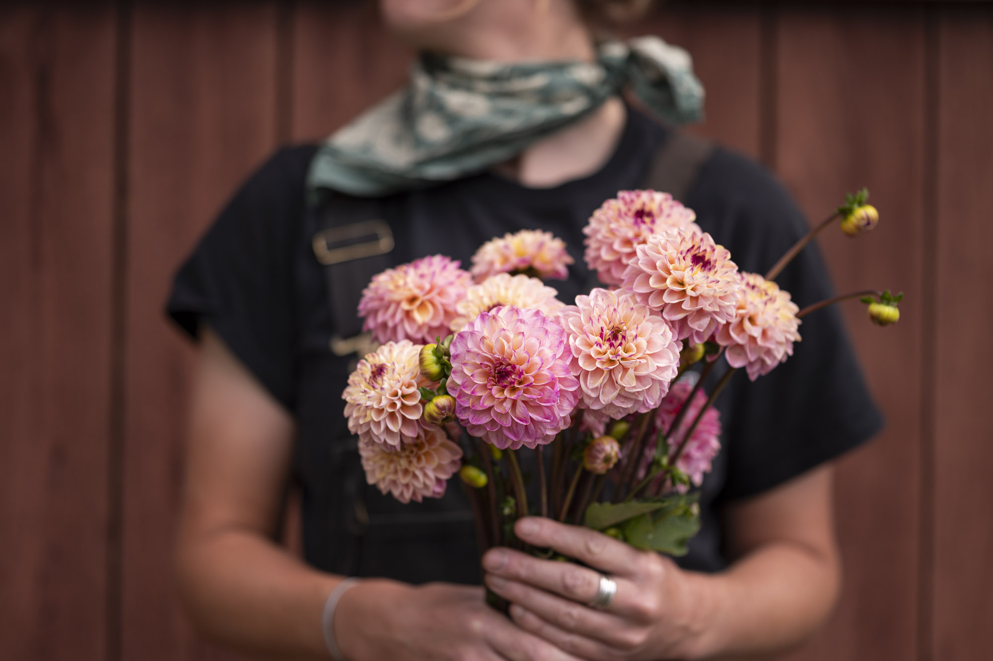 Dahlia Hold, Foggy Hill Farm