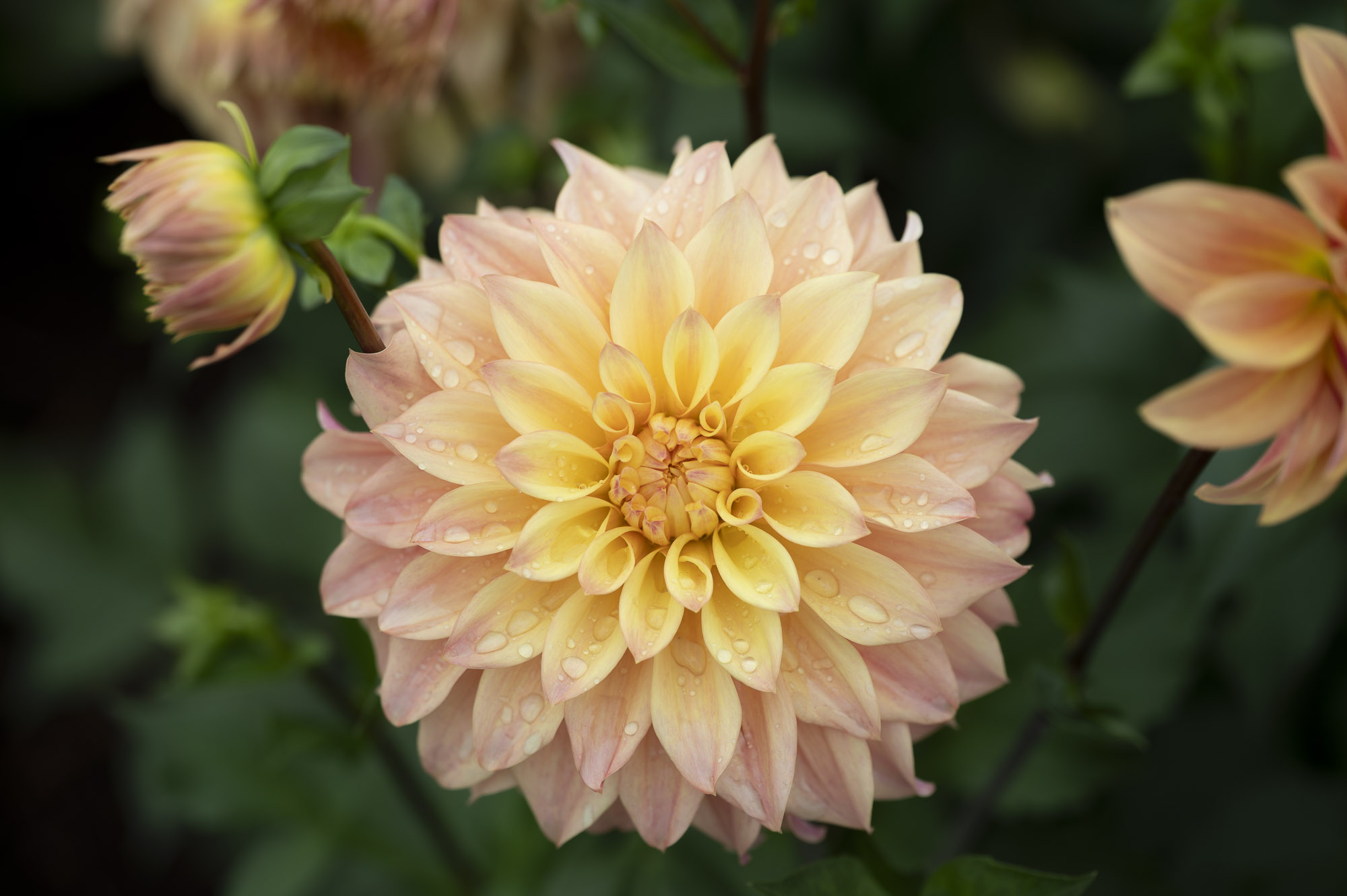Field Shot, Foggy Hill Farm