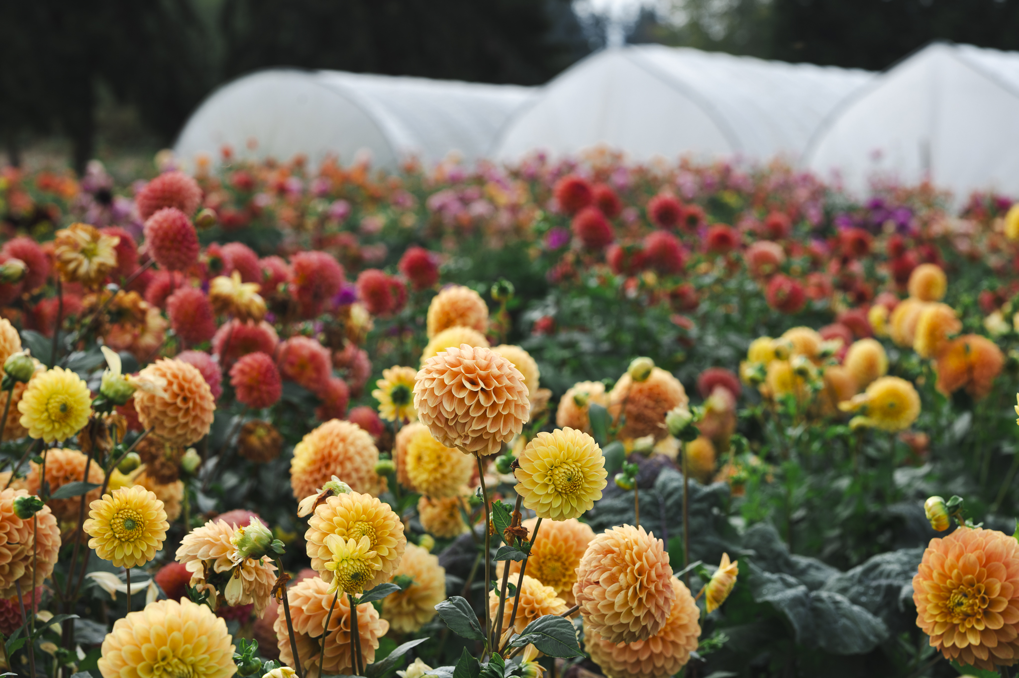 Field Shot, Foggy Hill Farm