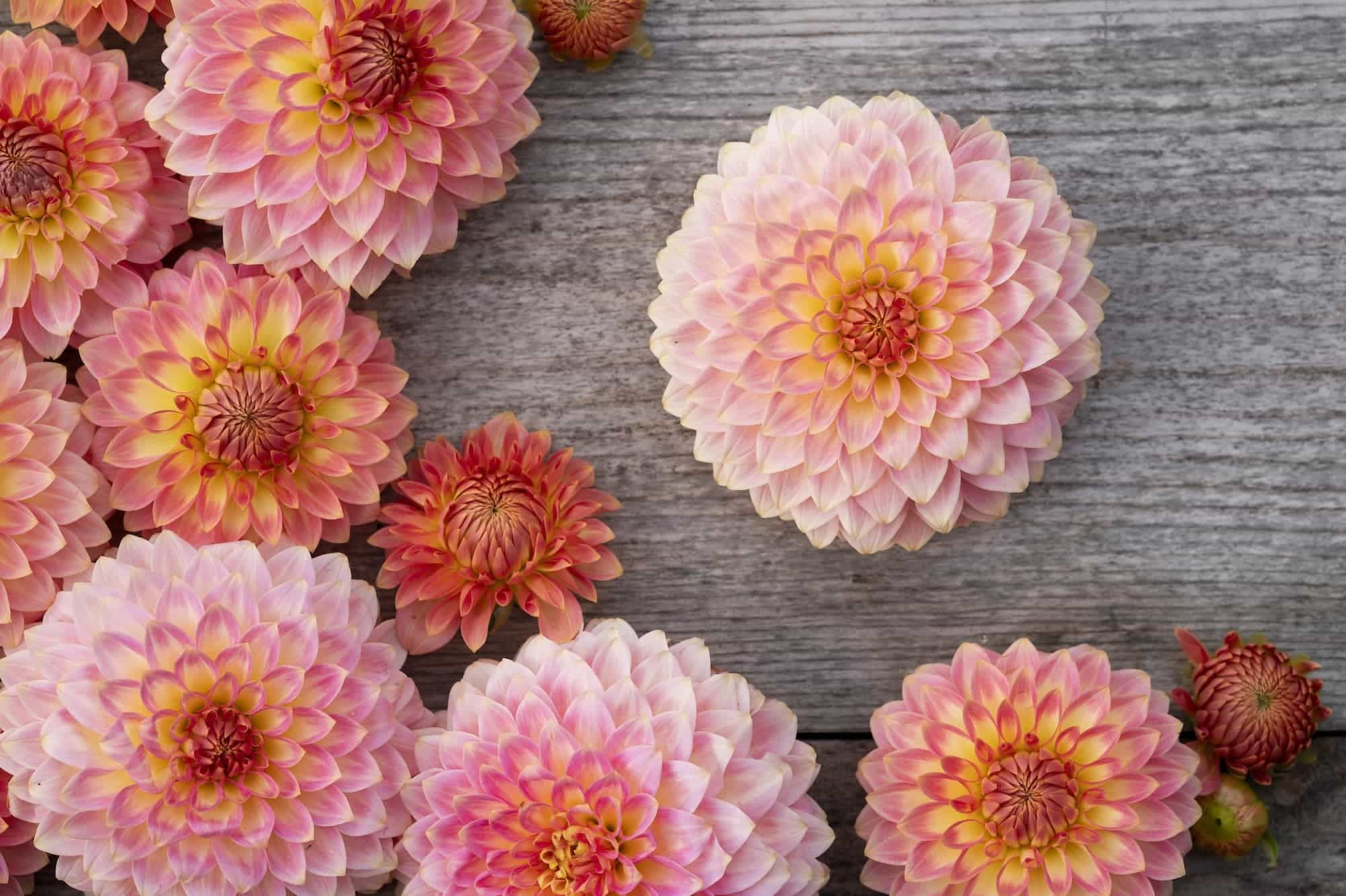 Dahlia Flat, Foggy Hill Farm