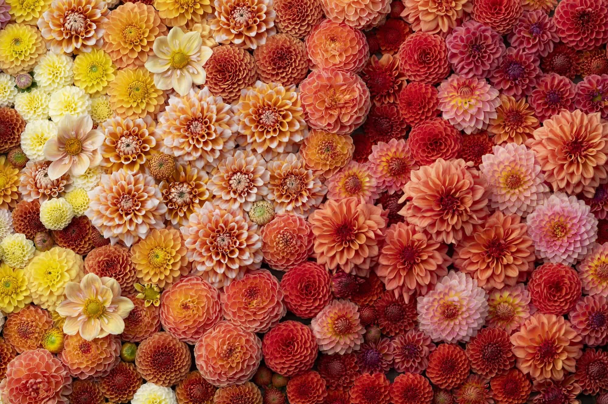 Dahlia Mixed Flat, Foggy Hill Farm